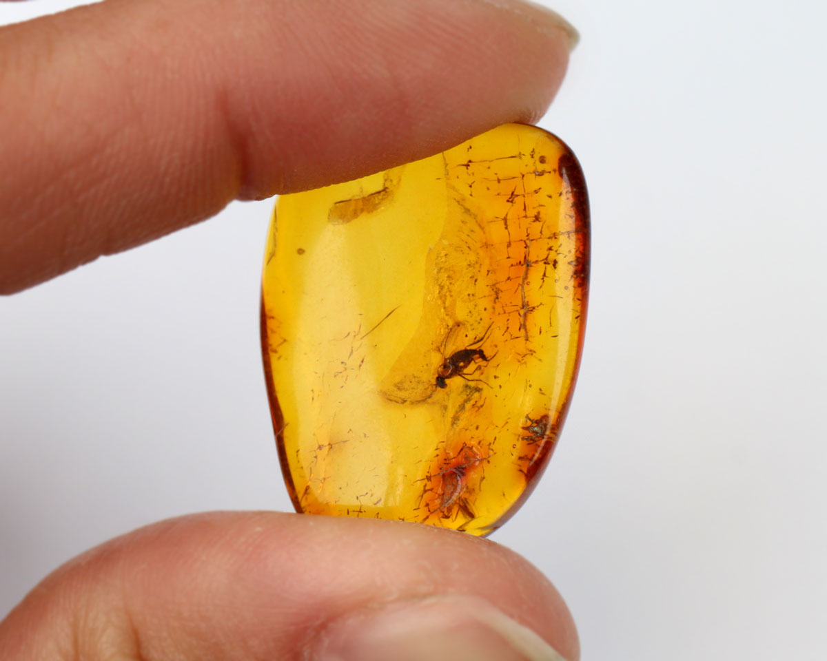 Polerad Baltisk Bärnsten med 2,5 insekter 27 mm 11 ct