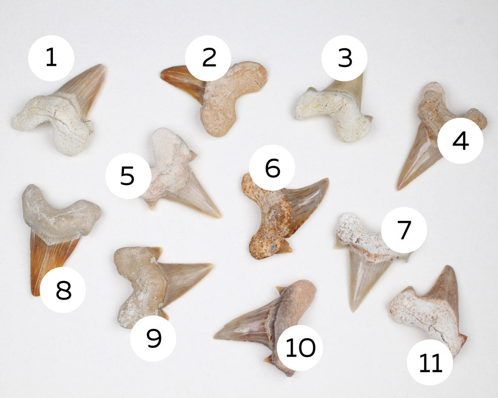 Fossil Teeth Otodus Obliquus