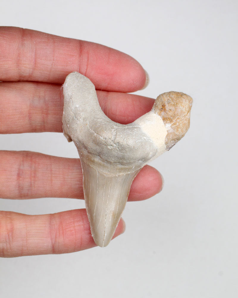 Hajtänder fossil