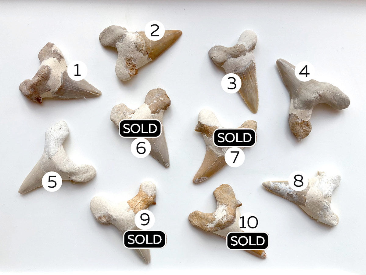 Hajtänder fossil