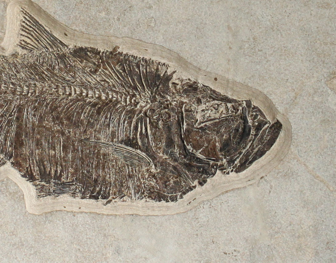 Fiskfossil #1