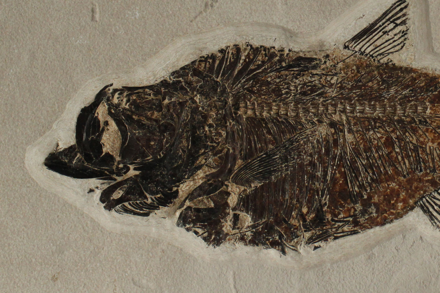 Fiskfossil #2