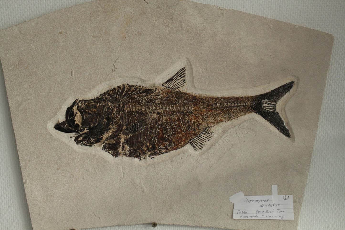 Fish Fossil #2