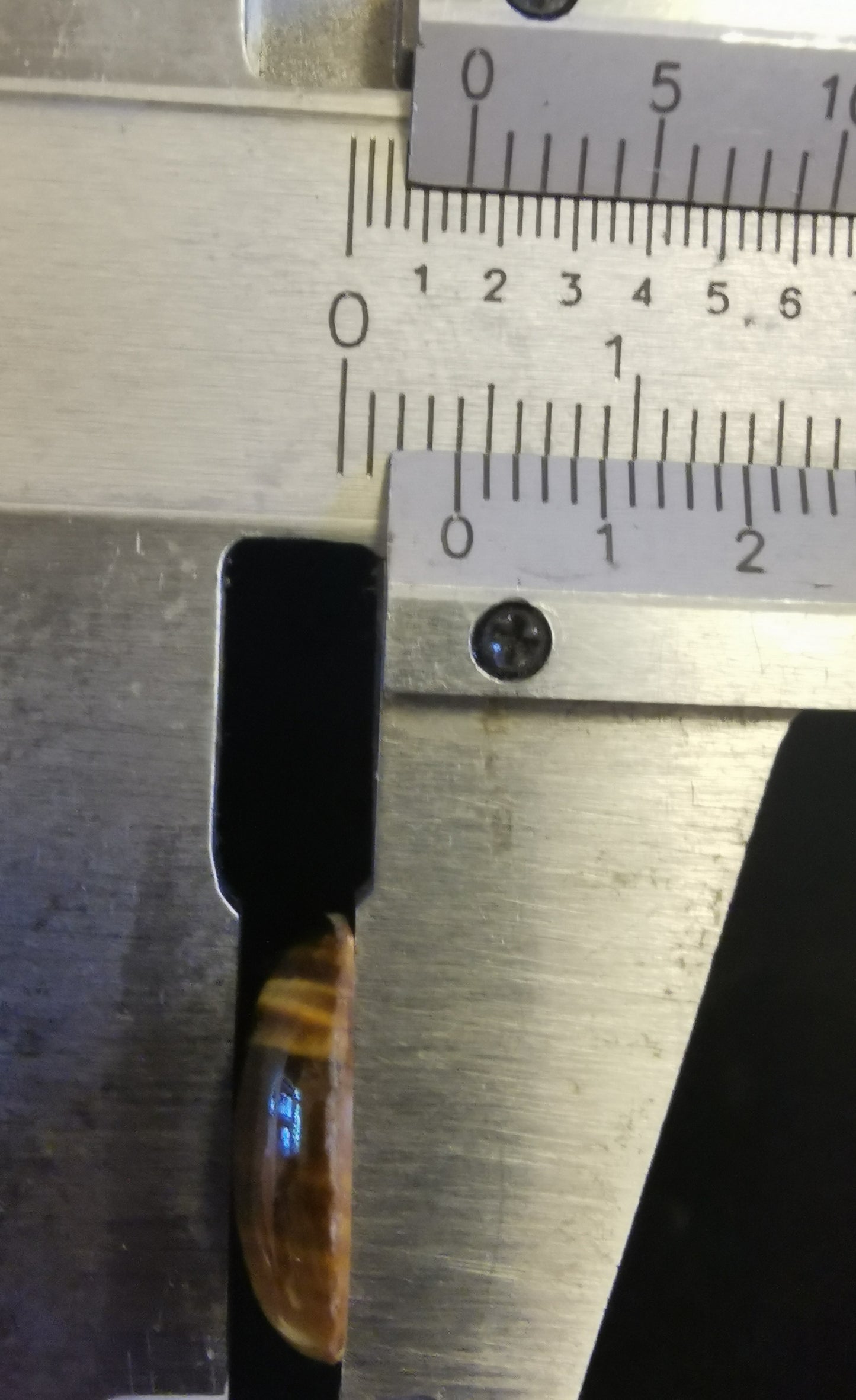 Tiger Eye Flat Round 14.5 mm