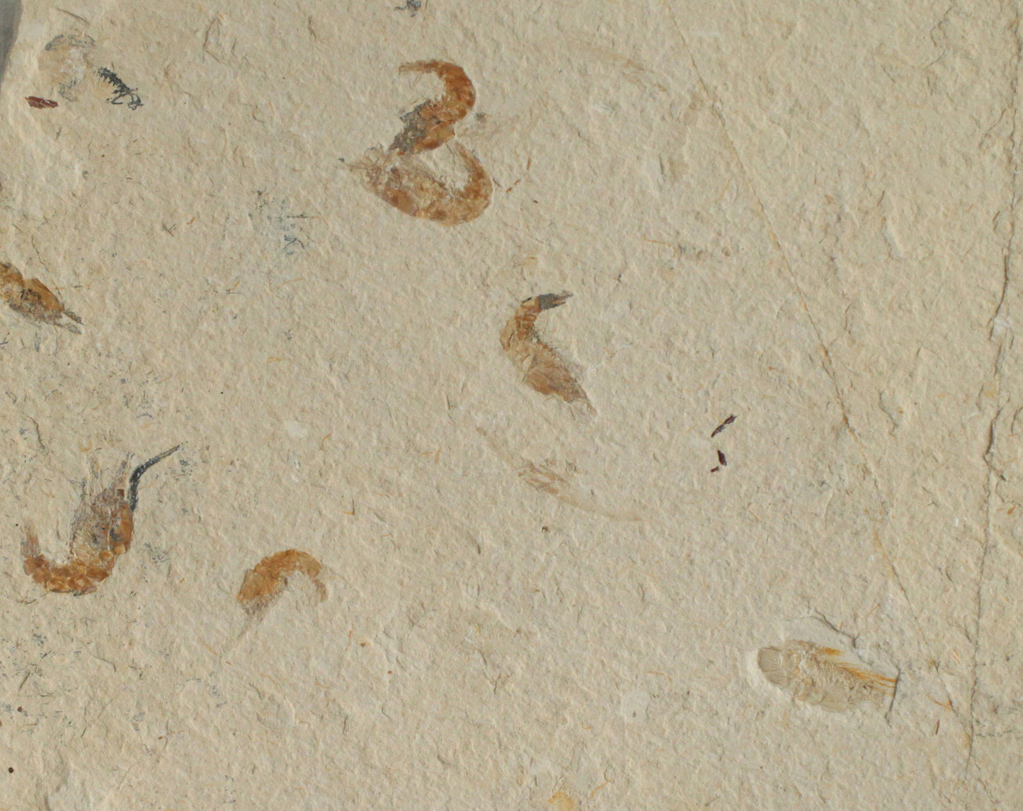 Fossil Shrimps Plate