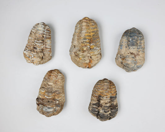 Trilobite