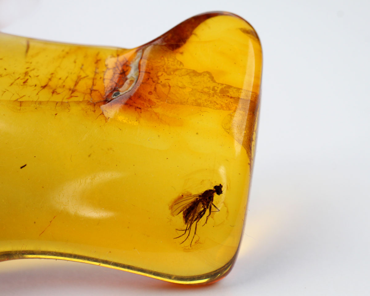 Polished Baltic Amber with Insect 37mm 18 ct