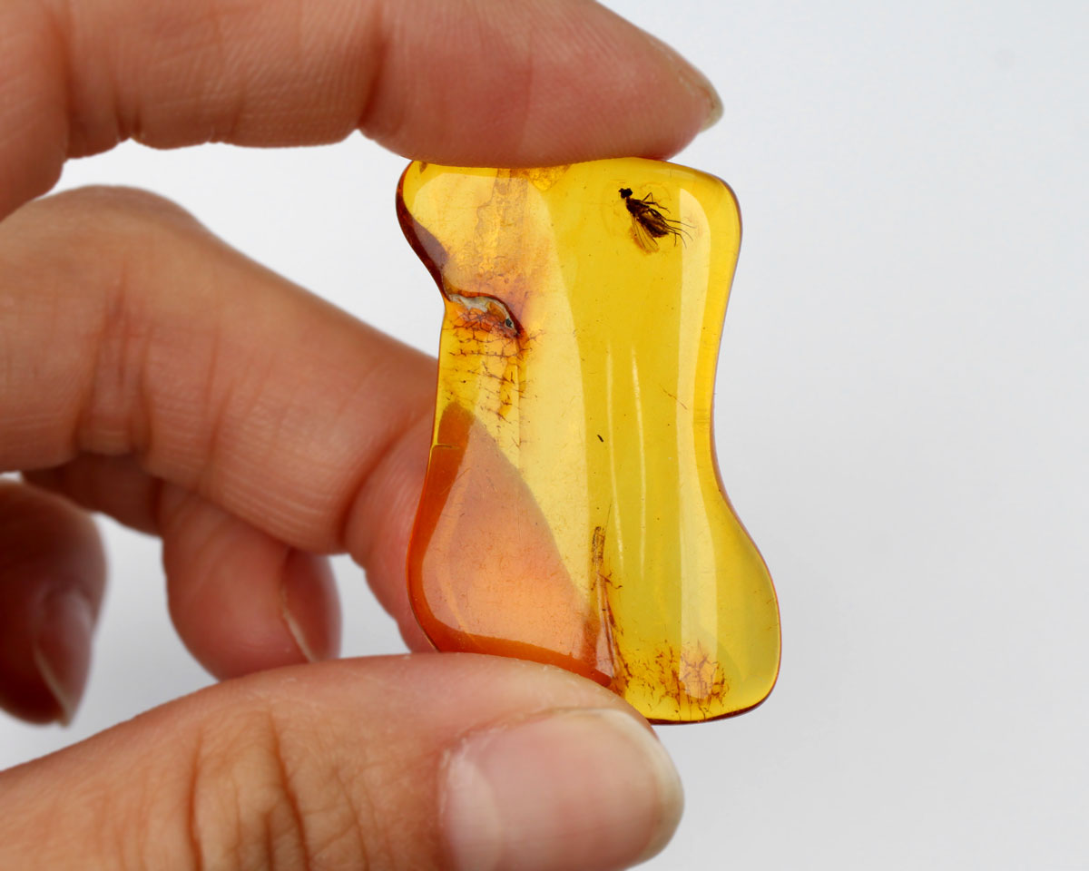 Polished Baltic Amber with Insect 37mm 18 ct