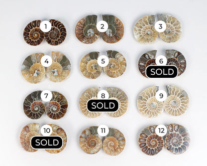 Ammonite pair 2.5-3.5 cm