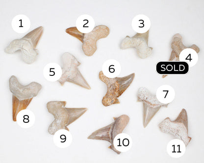 Fossil Teeth Otodus Obliquus