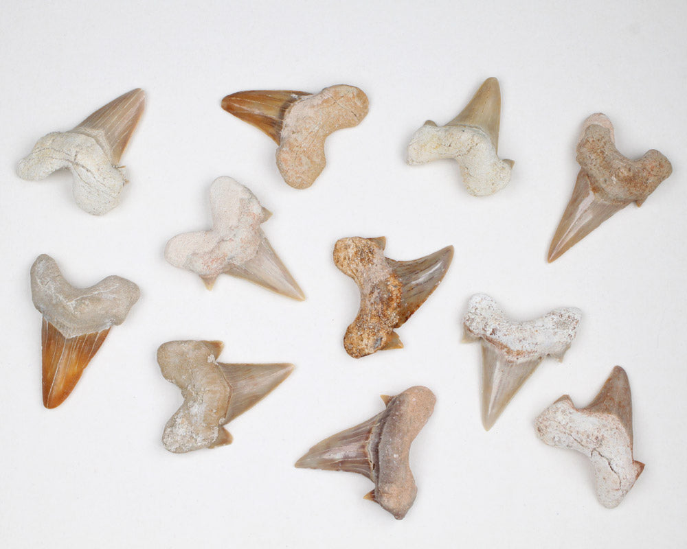 Fossil Teeth Otodus Obliquus
