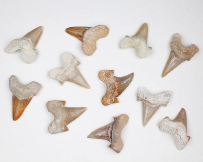 Fossil Teeth Otodus Obliquus