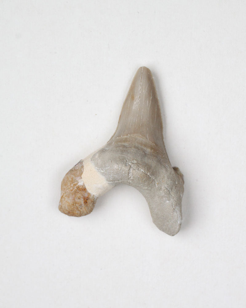 Hajtänder fossil