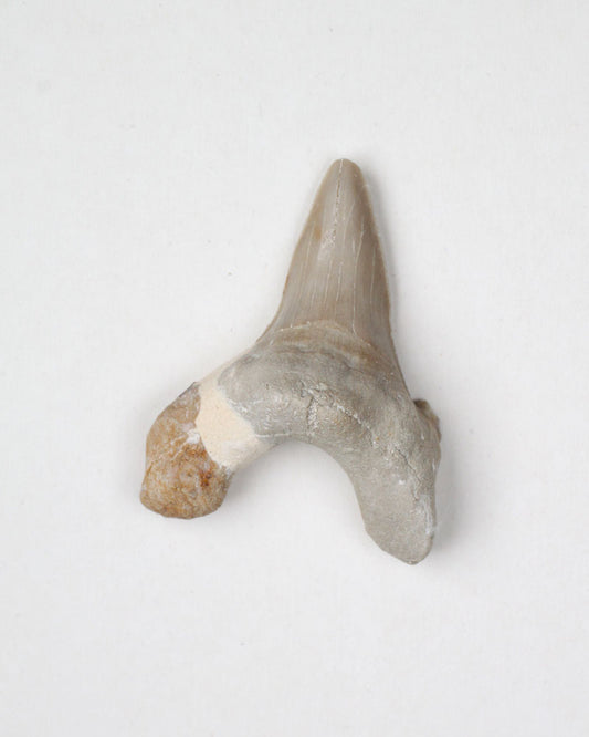 Hajtänder fossil