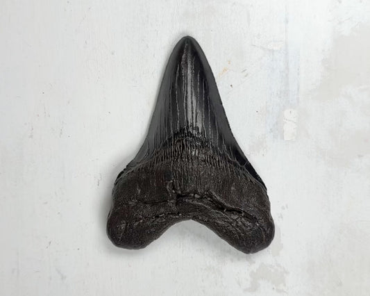 Otodus Megalodon Fossil 11,2 cm 167 gr