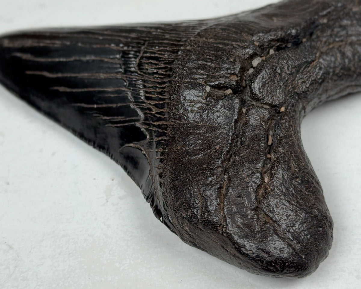Otodus Megalodon Fossil 11,2 cm 167 gr