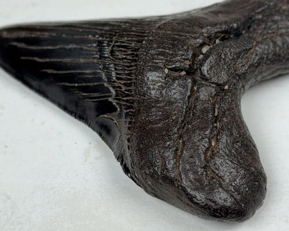 Otodus Megalodon Fossil 11,2 cm 167 gr