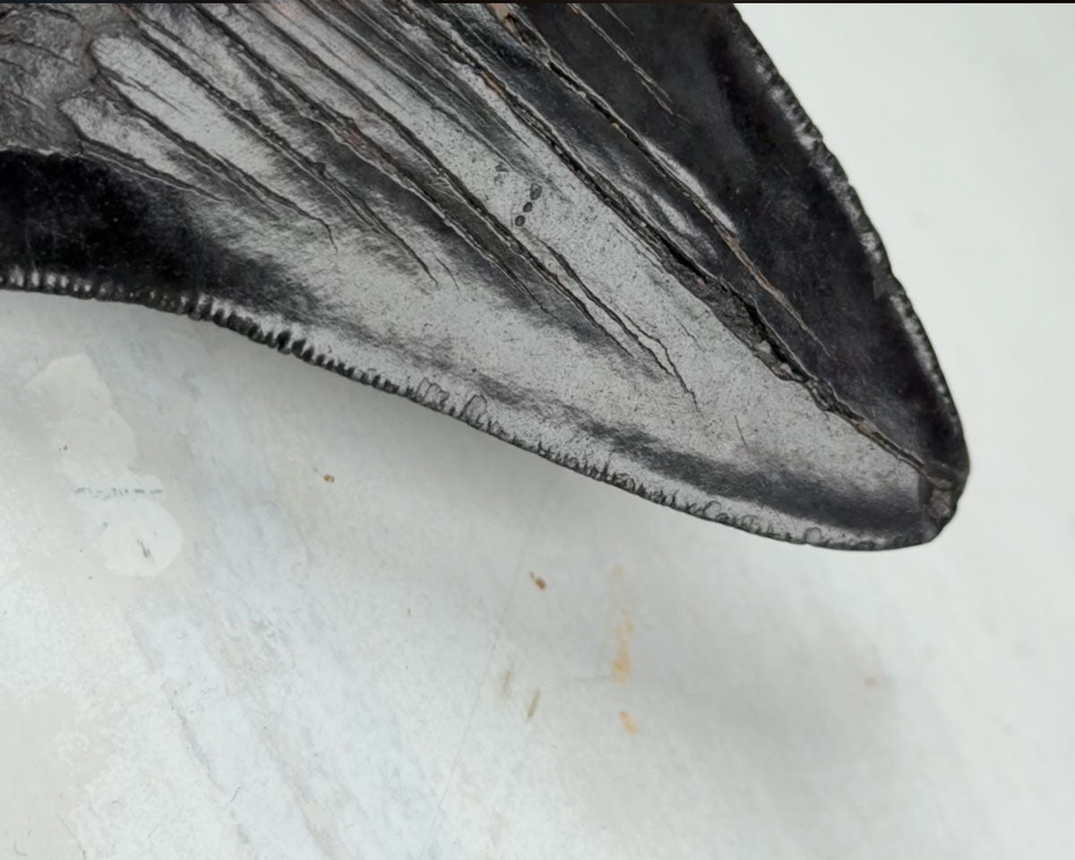 Otodus Megalodon Fossil 11,2 cm 167 gr