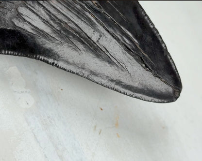 Otodus Megalodon Fossil 11,2 cm 167 gr