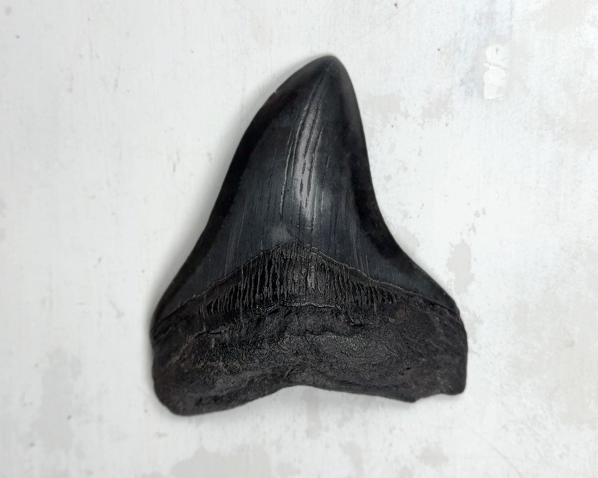 Otodus Megalodon Fossil 12 cm 195 gr