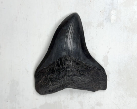 Otodus Megalodon Fossil 12 cm 195 gr