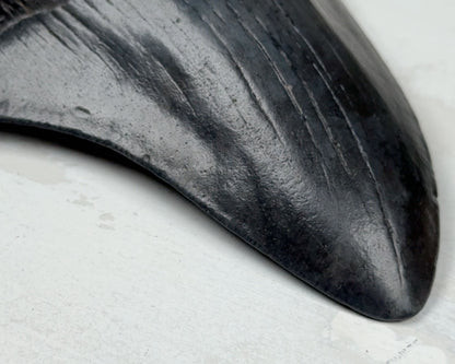 Otodus Megalodon Fossil 12 cm 195 gr