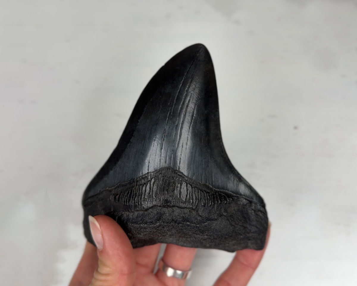 Otodus Megalodon Fossil 12 cm 195 gr