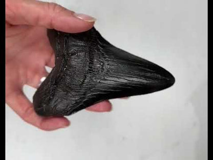 Otodus Megalodon Fossil 11,2 cm 167 gr
