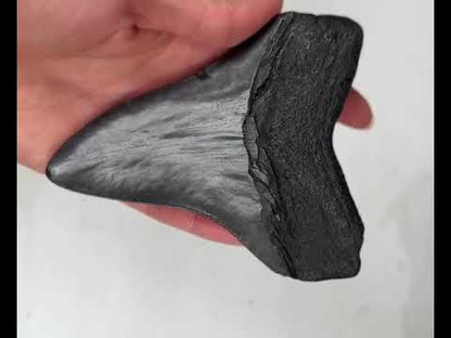 Otodus Megalodon Fossil 12 cm 195 gr