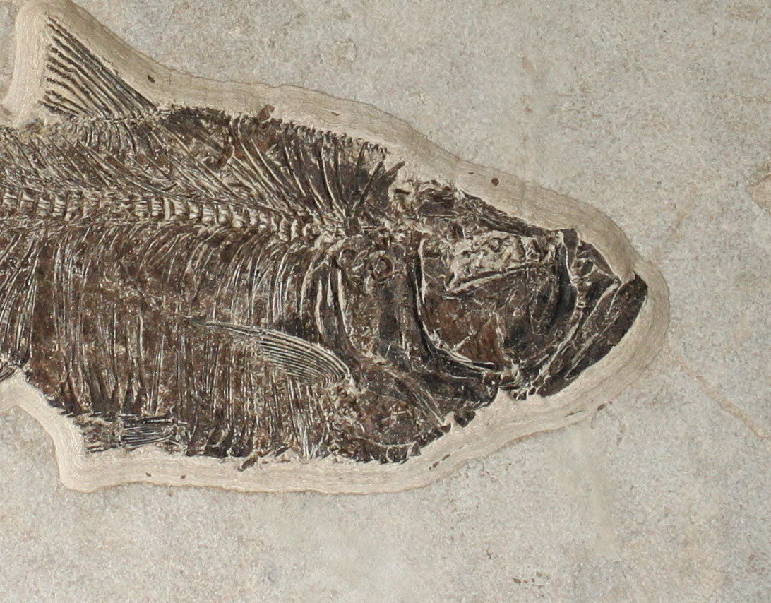 Fish Fossil #1