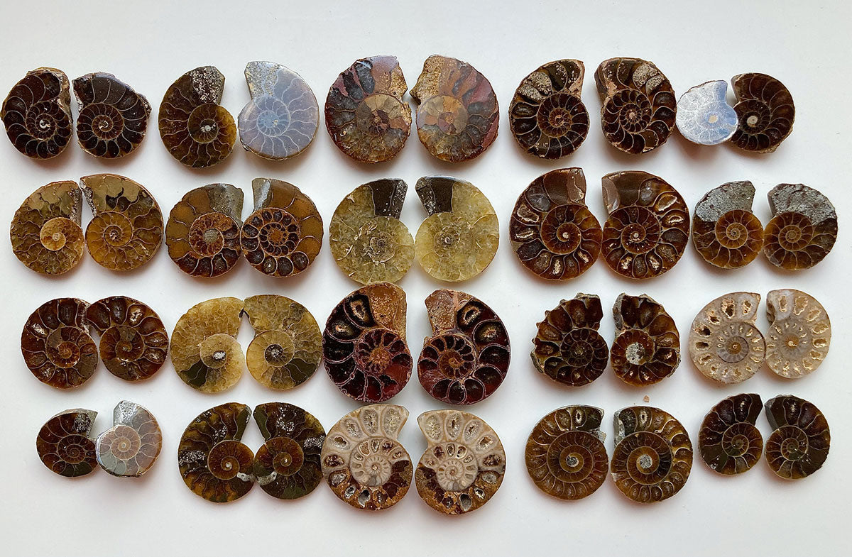 Fossile Ammonite pairs