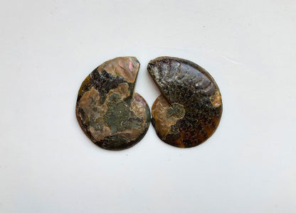 Ammonite pair