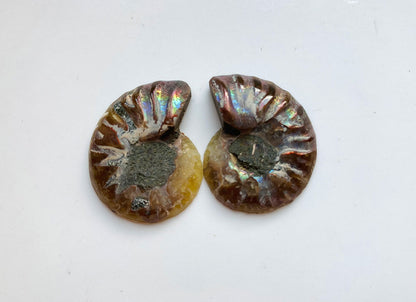 Ammonite pair