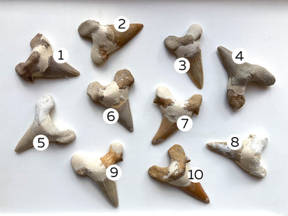 Fossil Teeth Otodus Obliquus