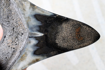 Black Megalodon Tooth