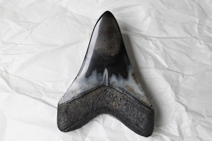 Black Megalodon Tooth