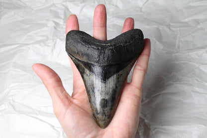Black Megalodon Tooth