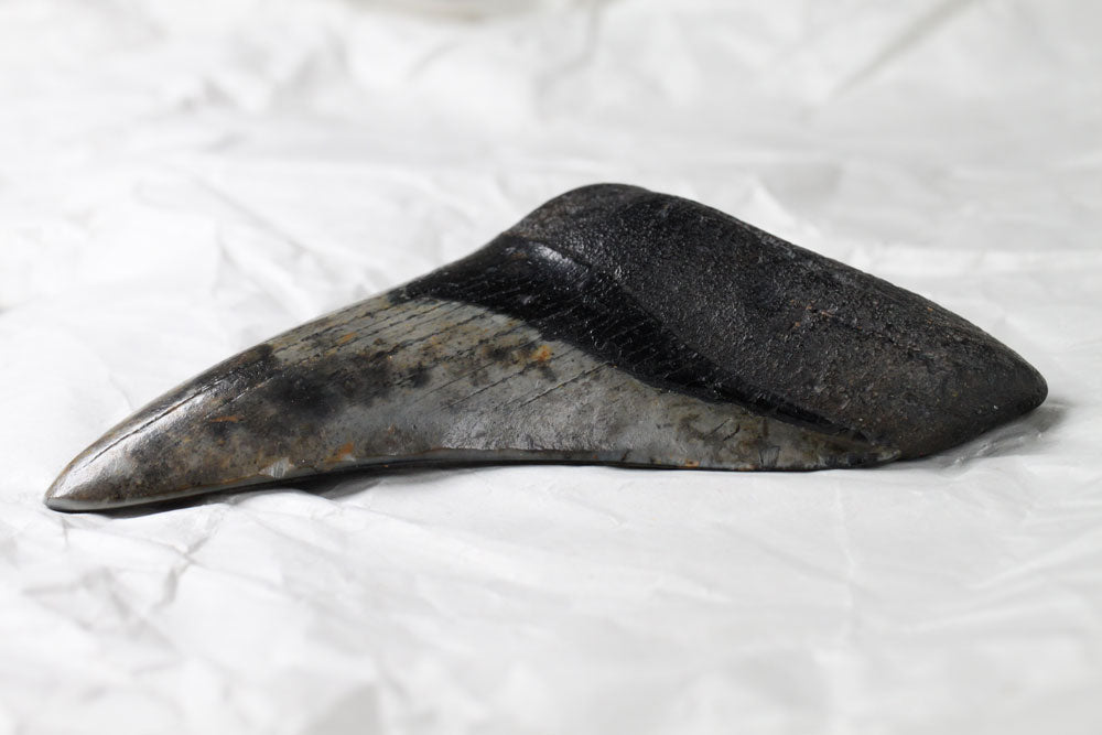 Black Megalodon Tooth