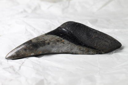 Black Megalodon Tooth