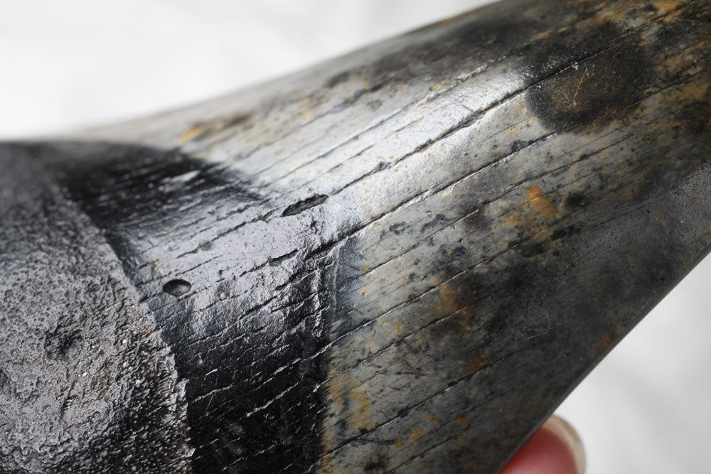 Black Megalodon Tooth