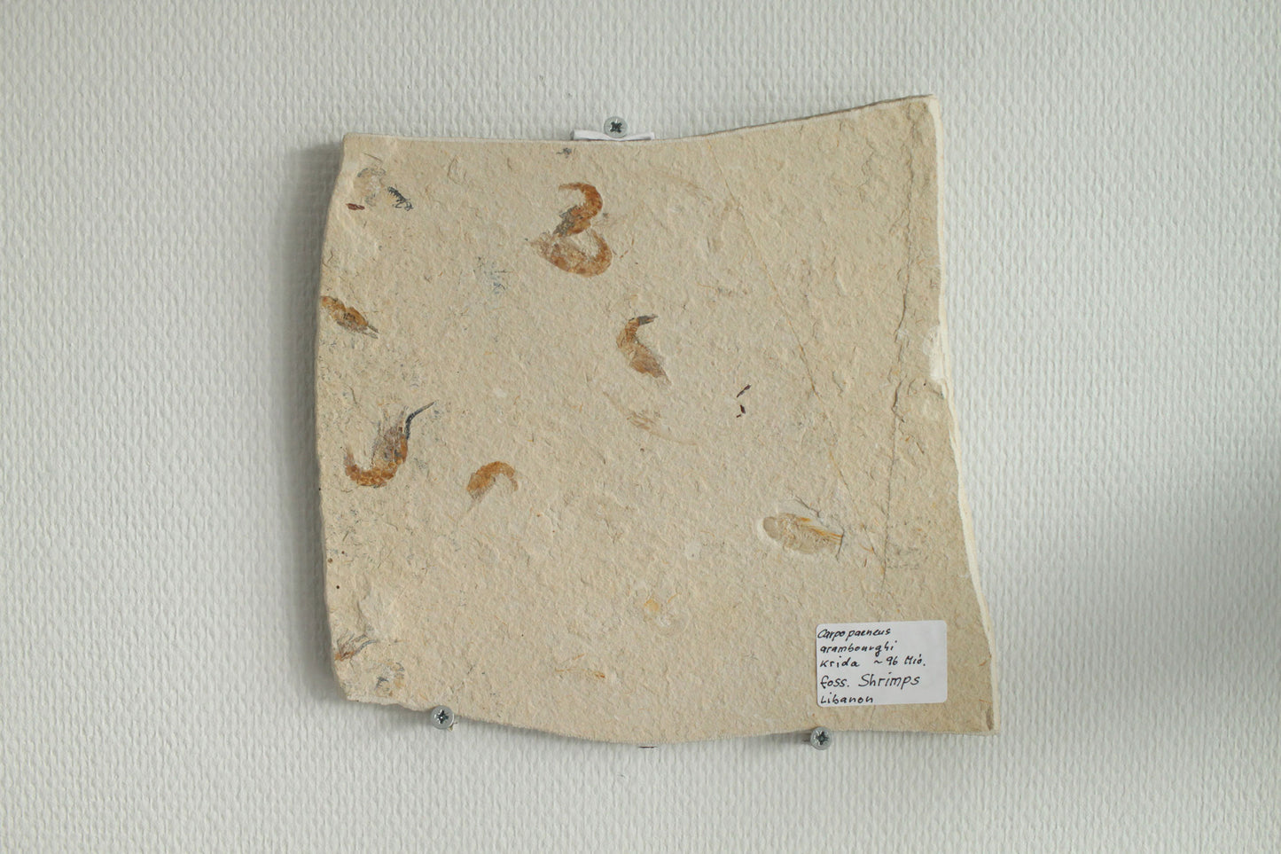 Fossil Shrimps Plate