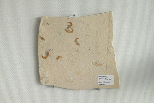 Fossil Shrimps Plate